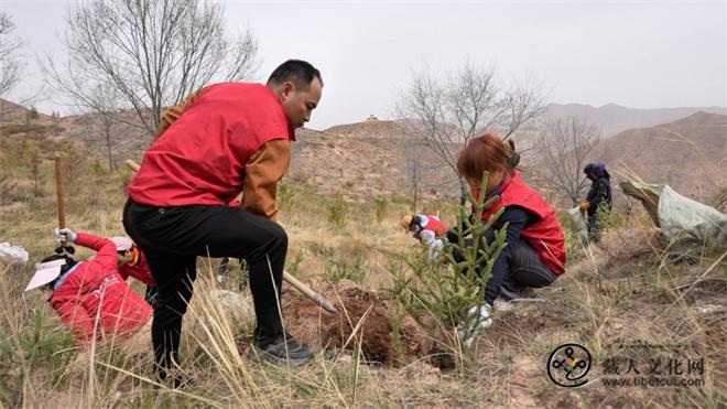TCL志愿者赴青海科巴躬身植绿 共绘藏乡生态新卷3.jpg