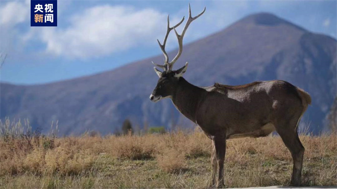 西藏拉萨河畔出现国家一级保护动物白唇鹿3.jpg