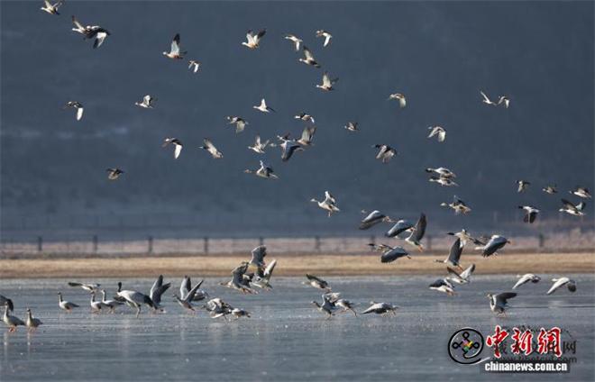 云南迪庆观鸟季收官 “飞鸟天堂”发现两种新鸟1.jpg
