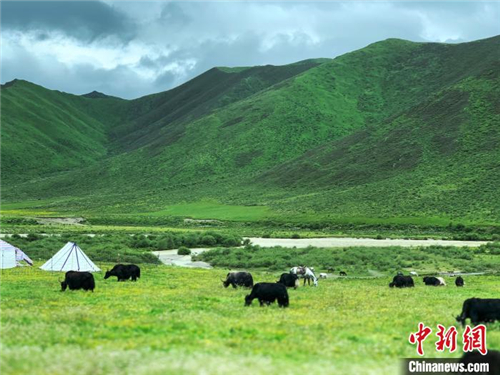 青藏川滇甘交界地区签署倡议书促进牦牛产业发展.jpg