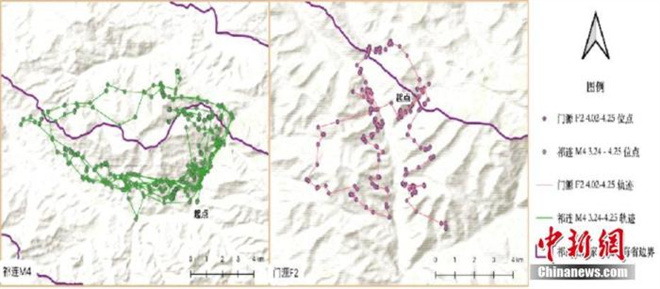 祁连山国家公园雪豹卫星跟踪项目取得成功2.jpg