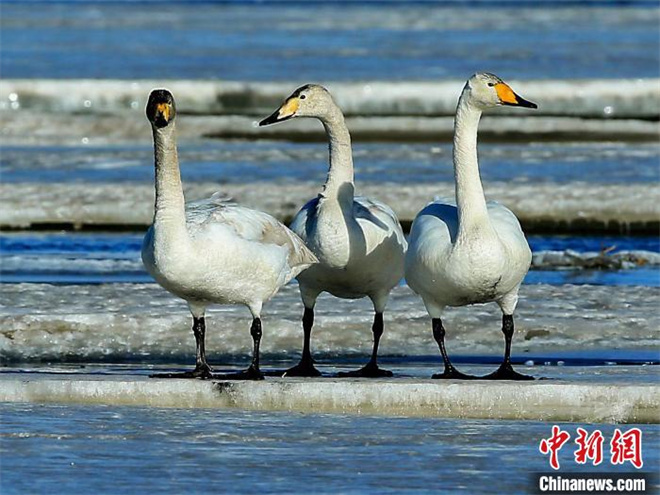 天鹅等多种野生鸟类“抵达”青海格尔木湿地越冬8.jpg
