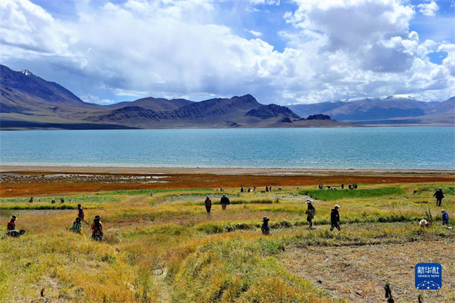 绿染高原 西藏草原综合植被盖度达到47.14%3.jpg