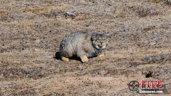 多种珍稀野生动物频现青海都兰6.jpg