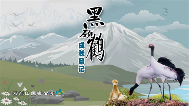 纪录片《黑颈鹤成长日记》获国家广电总局推优1.jpg