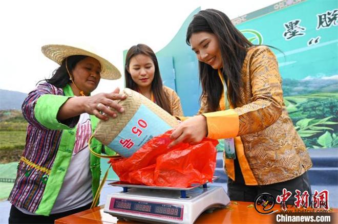 打造“茶旅”名片 西藏墨脱首届茶文化旅游季开幕7.jpg