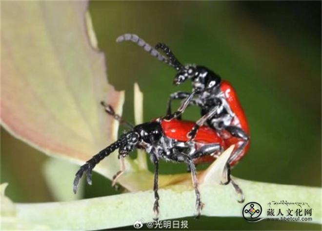 西藏发现新物种墨脱负泥虫.jpg