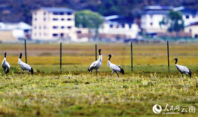云南纳帕海湿地迎今年第一批越冬黑颈鹤4.jpg