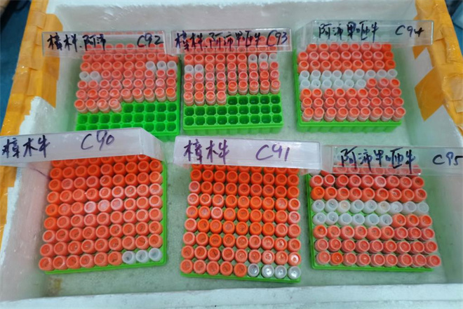 西藏阿沛甲咂牛与樟木牛抢救性保种全面展开7.jpg