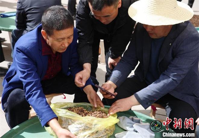 青海冬虫夏草上市 鲜草按根销往多地市场1.jpg