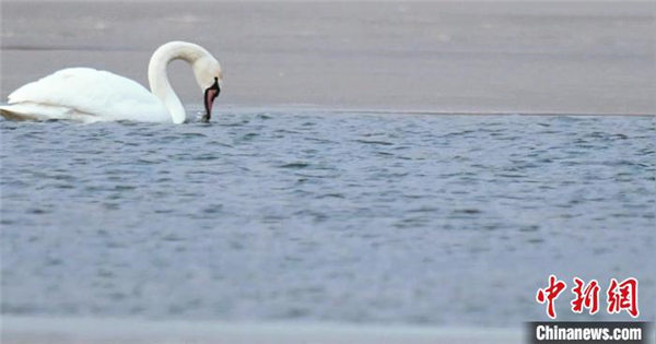 疣鼻天鹅首次现身青海贵德湿地公园1.jpg