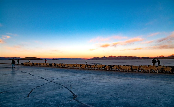 当转场羊群遇上“蓝冰” 雪域高原上演冬季大片9.jpg