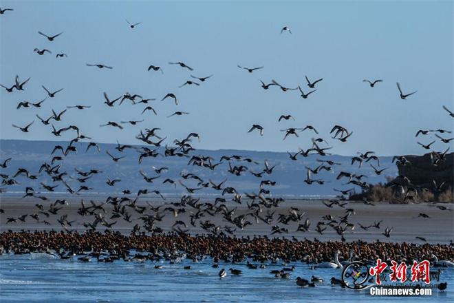 上百只天鹅飞抵柴达木盆地可鲁克湖越冬3.jpg