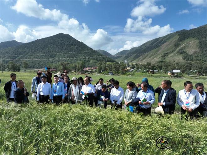 1770012277655215.jpg 尕旦木草:用青稞改写甘南农牧民的命运2.jpg