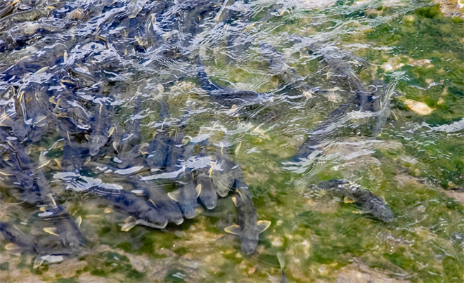 青海湖裸鲤资源蕴藏量恢复到11.41万吨1.jpg
