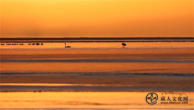 青海湖监测到越冬水鸟6600余只3.jpg