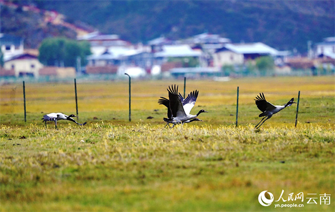 云南纳帕海湿地迎今年第一批越冬黑颈鹤1.jpg