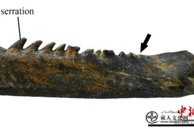 青藏高原发现鲤科新化石 揭示1500万年前鱼类多样性高于现代2.jpg