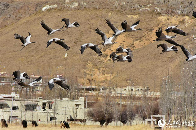 西藏：17万余只水鸟在“一江三河”流域越冬4.jpg