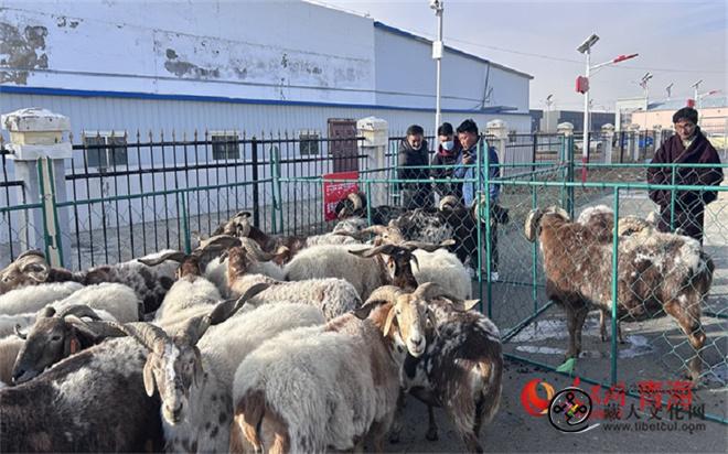 青海省泽库县首届“草原冬肉节”活动正式启动2.jpg