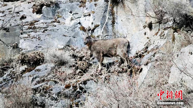 世界濒危物种喜马拉雅斑羚首次现身三江源地区1.jpg