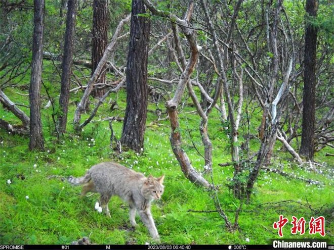 四川达古冰川：首次发现国家一级重点保护动物——荒漠猫2.jpg