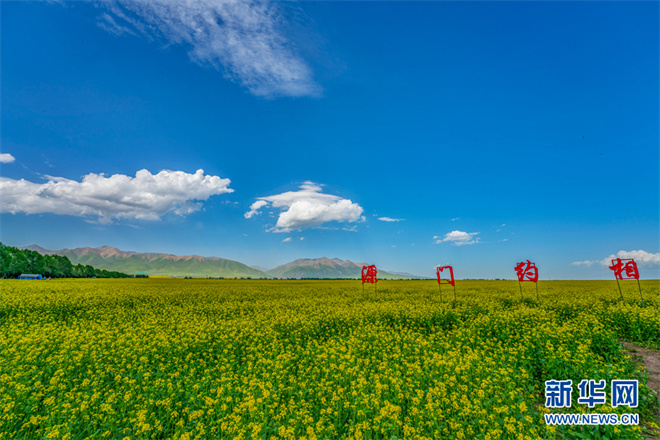 青海门源油菜花海迎来"高光时刻"9.jpg