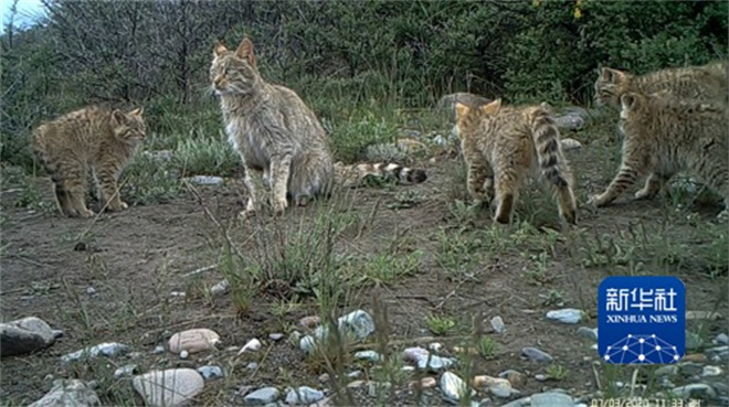 祁连山国家公园顺利进行首个荒漠猫卫星项圈跟踪研究1.jpg