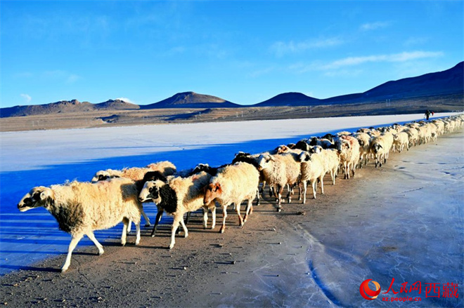 当转场羊群遇上“蓝冰” 雪域高原上演冬季大片3.jpg