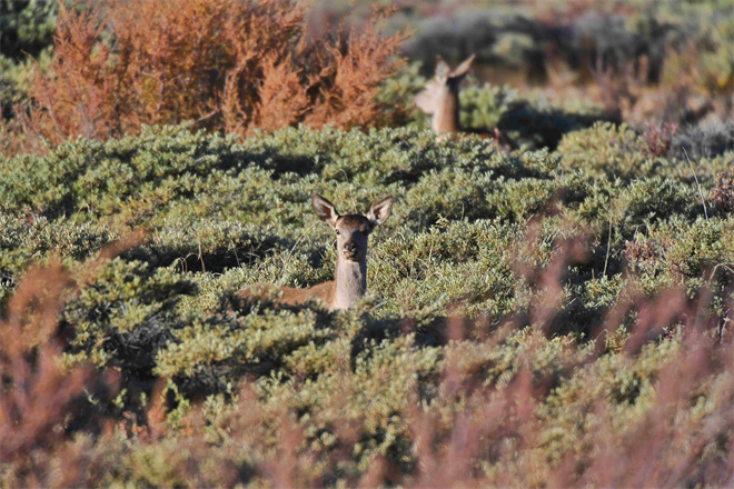 多种珍稀野生动物频频亮相柴达木盆地4.jpg