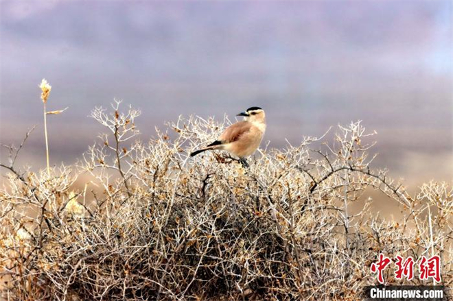 可鲁克湖-托素湖自然保护区鸟类名录增至137种1.jpg