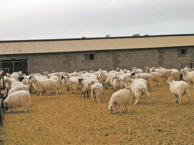 青海：藏羊产业渐成增收黄金产业2.jpg