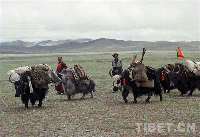 藏北，牦牛文化的传奇2.jpg