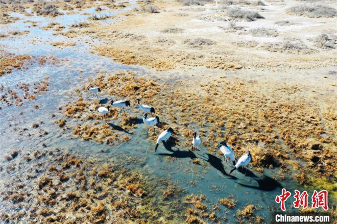 数十只黑颈鹤“如约而至”柴达木盆地都兰湖湿地3.jpg