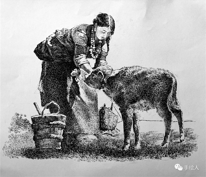 钢笔画  卓玛和他的小牛  向以桦.jpg