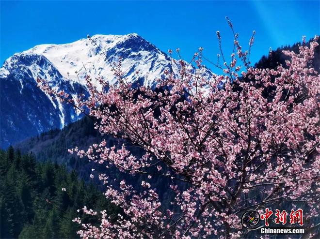 九寨沟野桃花盛开 漫山花海如诗如画1.jpg