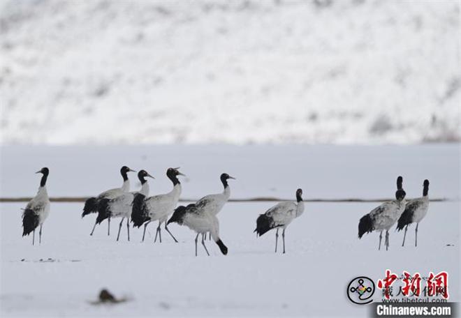 约5万只候鸟飞抵云南纳帕海 人工投食风雪无阻1.jpg