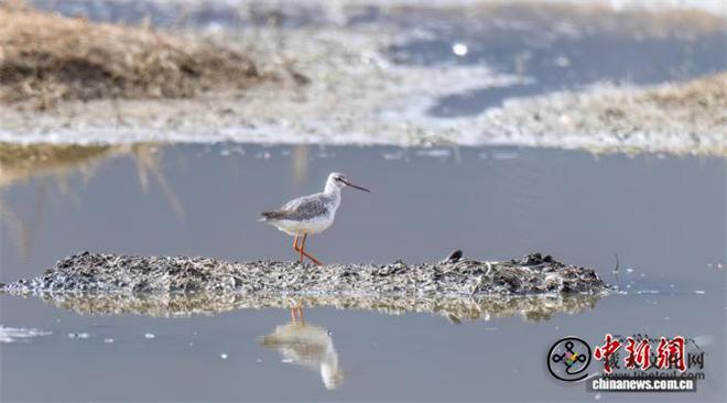云南迪庆纳帕海新记录到2种鸟类 总数增至268种.jpg