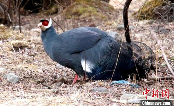 青海玛可河国家湿地公园鸟类监测新增10种2.jpg