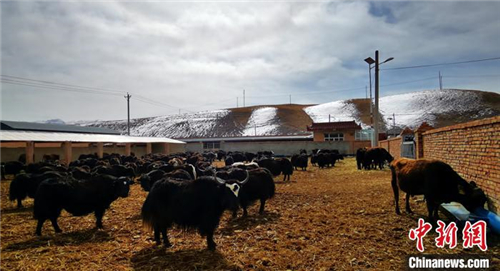 甘南藏区“高原牦牛”繁育基地：“肉奶双赢”助牧民增收1.jpg
