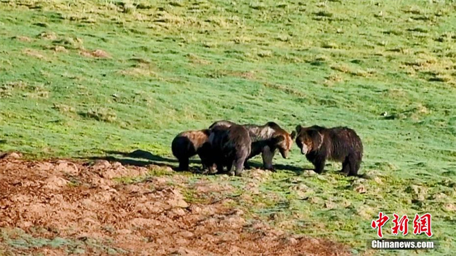 青海省玛多县民众拍摄到11只棕熊同框画面3.jpg