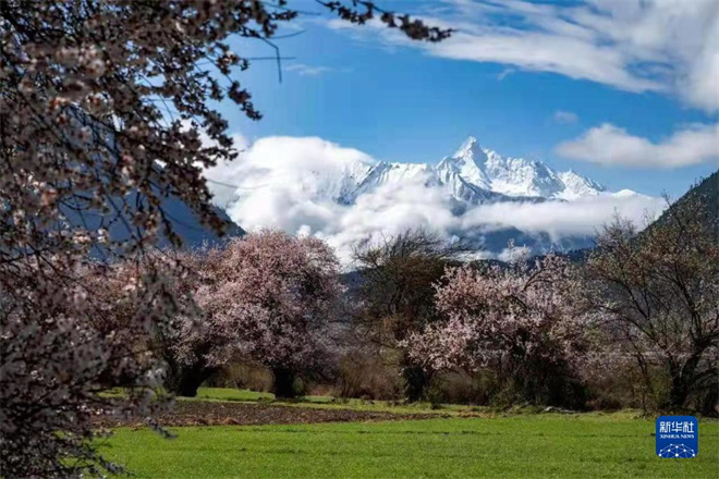 百万观众在雅鲁藏布大峡谷景区“云赏桃花”3.jpg