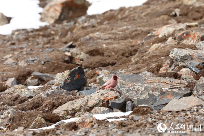 四川长沙贡玛国家级自然保护区发现罕见鸟类——藏雀4.jpg