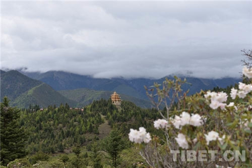 四川道孚：高山杜鹃花开 引来八方游客6.jpg