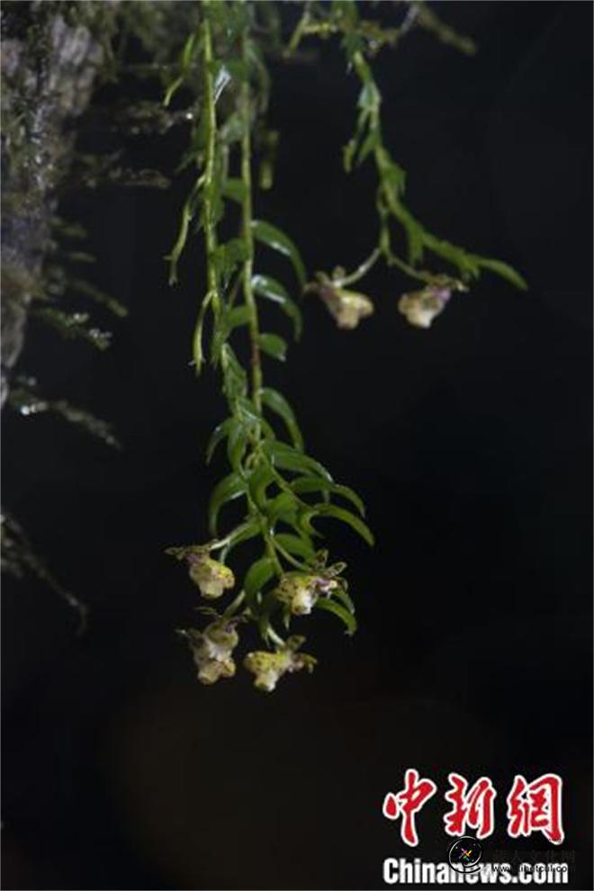 科研人员在滇西北和西藏墨脱发现多个兰科植物新种2.jpg