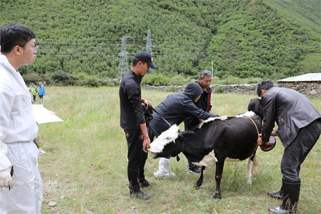 西藏阿沛甲咂牛与樟木牛抢救性保种全面展开6.jpg