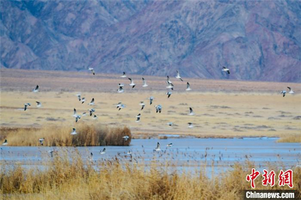青海柴达木盆地都兰湖国家湿地公园引数万只野生鸟类越冬2.jpg