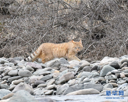 祁连山国家公园首个荒漠猫专项调查取得阶段性成果1.jpg