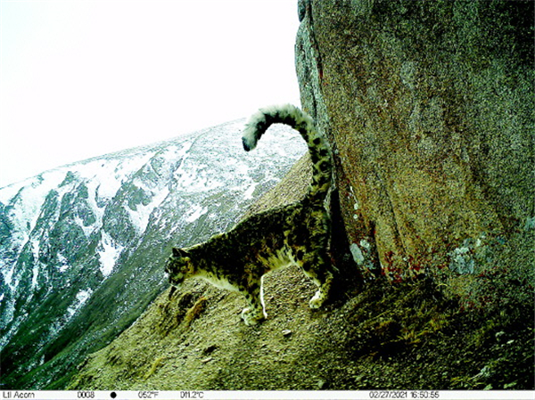 夏河达力加山拍摄到野生雪豹清晰影像.jpg