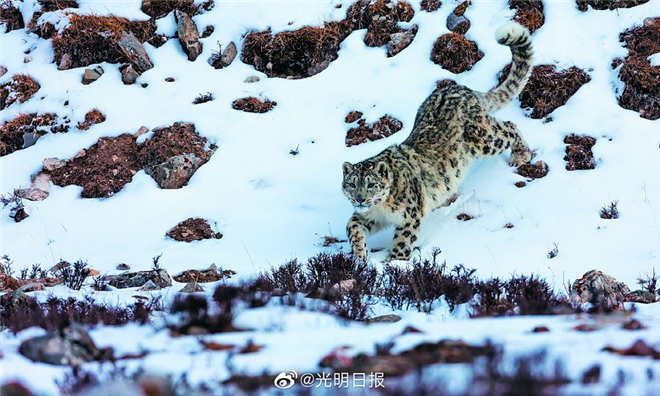 祁连山国家公园青海片区识别雪豹个体55只1.jpg